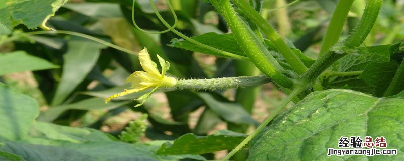 黄瓜苗什么时候掐头 黄瓜苗要掐头吗
