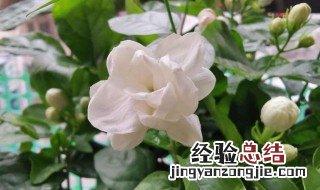 茉莉花蜡用法 茉莉花花蜡的作用与功效