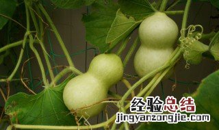 文玩葫芦能吃吗 葫芦能吃吗