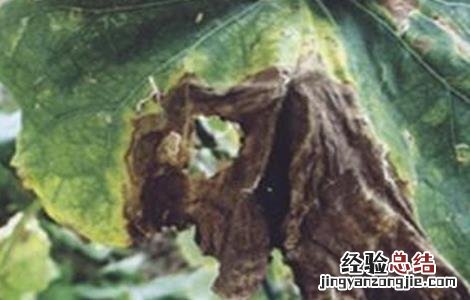 冬瓜常见的病虫害防治方法 冬瓜病虫害防治技术