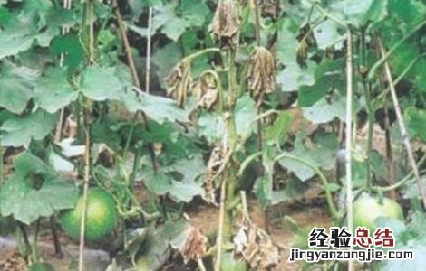 冬瓜常见的病虫害防治方法 冬瓜病虫害防治技术