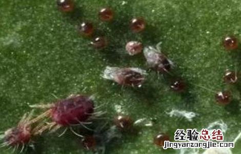 冬瓜常见的病虫害防治方法 冬瓜病虫害防治技术