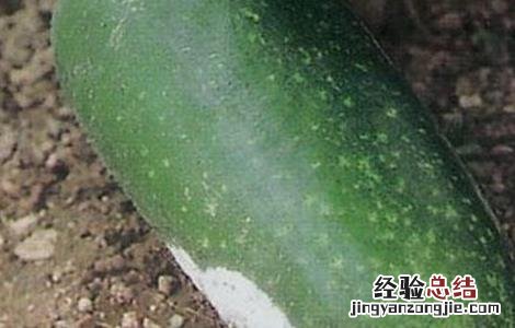 冬瓜常见的病虫害防治方法 冬瓜病虫害防治技术