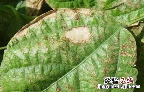 冬瓜常见的病虫害防治方法 冬瓜病虫害防治技术