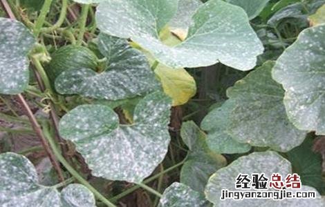 南瓜常见病害防治方法图片 南瓜常见病害防治方法