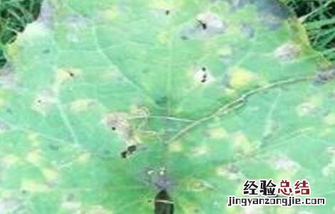 南瓜常见病害防治方法图片 南瓜常见病害防治方法