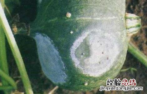 南瓜常见病害防治方法图片 南瓜常见病害防治方法