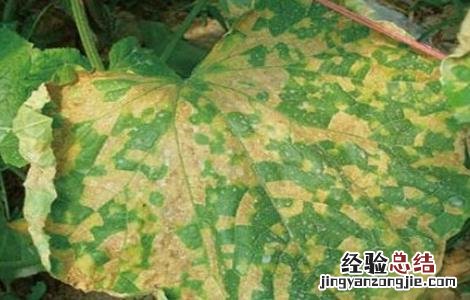 南瓜常见病害防治方法图片 南瓜常见病害防治方法
