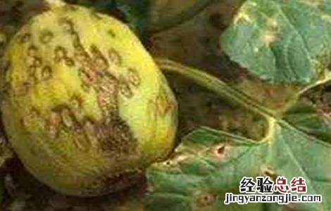 南瓜常见病害防治方法图片 南瓜常见病害防治方法