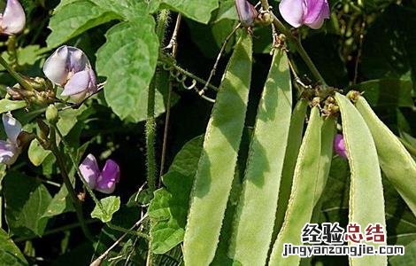 扁豆高产种植技术 扁豆高产种植技术视频