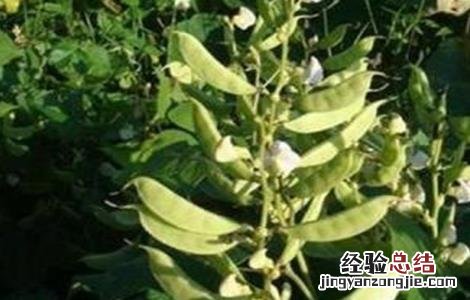 扁豆高产种植技术 扁豆高产种植技术视频