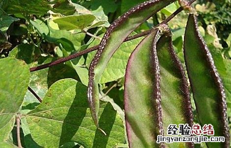 扁豆高产种植技术 扁豆高产种植技术视频