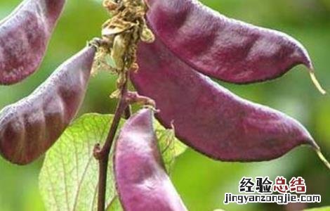 扁豆高产种植技术 扁豆高产种植技术视频