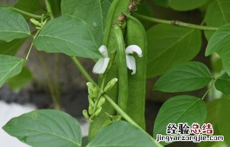 刀豆的种植时间与方法图解 刀豆的种植时间与方法