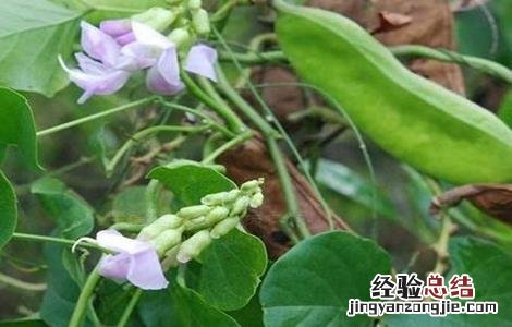 刀豆的种植时间与方法图解 刀豆的种植时间与方法