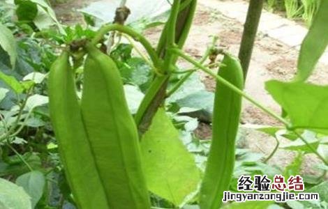 刀豆的种植时间与方法图解 刀豆的种植时间与方法