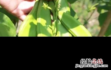 刀豆的种植时间与方法图解 刀豆的种植时间与方法
