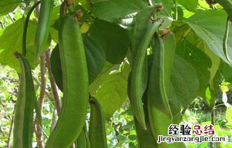 刀豆的种植时间与方法图解 刀豆的种植时间与方法