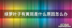 绿萝叶子上有黄斑是什么原因 绿萝叶子有黄斑是什么原因怎么办