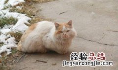 流浪猫为什么总叫唤 流浪猫为什么总叫