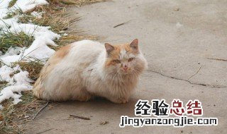 流浪猫为什么总叫唤 流浪猫为什么总叫