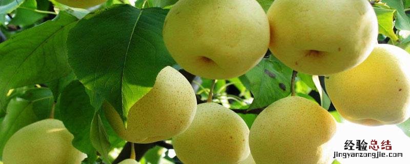 雪花梨产地在四大地区中的哪个地区 雪花梨产地