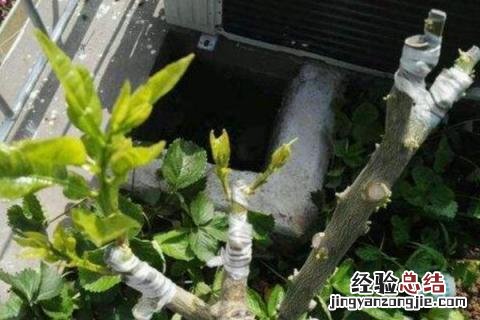 桔子树怎么嫁接桔子 橘子树怎么嫁接