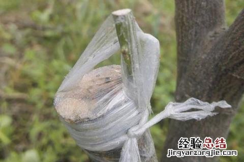 桔子树怎么嫁接桔子 橘子树怎么嫁接