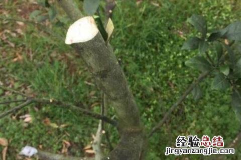 桔子树怎么嫁接桔子 橘子树怎么嫁接