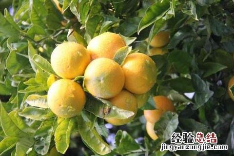 桔子树怎么修剪,什么时候修剪好 橘子树怎么修剪