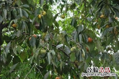 桔子树怎么修剪,什么时候修剪好 橘子树怎么修剪
