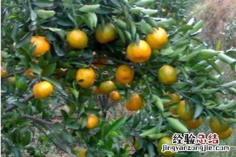 桔子树怎么修剪,什么时候修剪好 橘子树怎么修剪