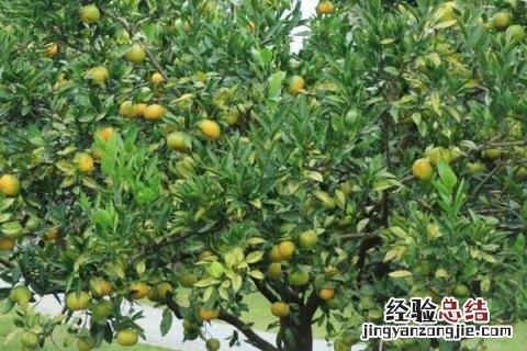 桔子树怎么修剪,什么时候修剪好 橘子树怎么修剪