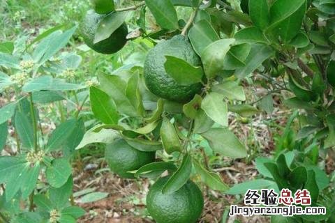 橘子苦是怎么回事 橘子是苦的怎么回事