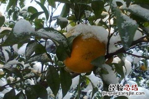 橘子苦是怎么回事 橘子是苦的怎么回事