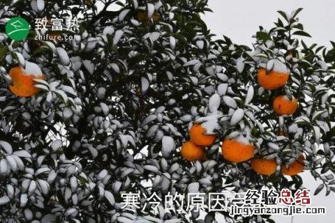 橘子苦是怎么回事 橘子是苦的怎么回事