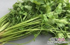 如何防治香菜常见病害图片 如何防治香菜常见病害