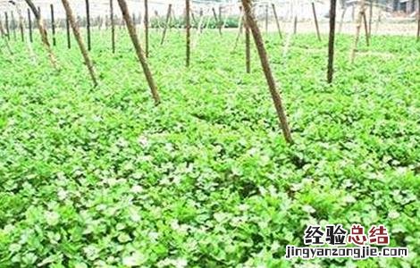 如何防治香菜常见病害图片 如何防治香菜常见病害