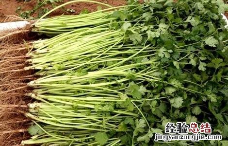 如何防治香菜常见病害图片 如何防治香菜常见病害