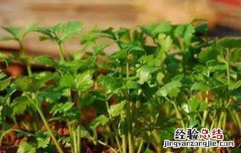 如何防治香菜常见病害图片 如何防治香菜常见病害