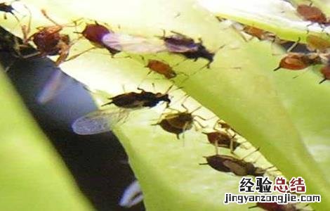龙葵病害防治 龙葵病害防治视频