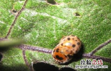 龙葵病害防治 龙葵病害防治视频