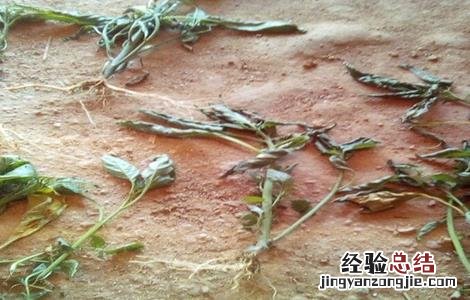 龙葵病害防治 龙葵病害防治视频