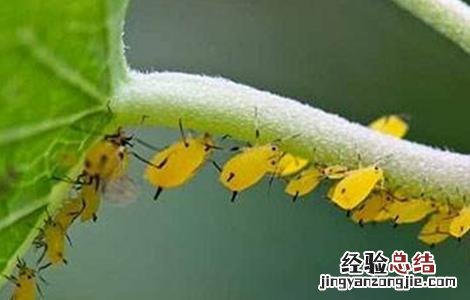 龙葵病害防治 龙葵病害防治视频