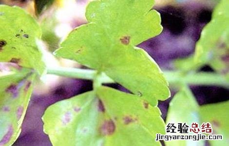 芹菜常见病虫害防治 芹菜病虫害有哪些如何防治