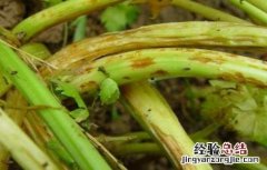 芹菜常见病虫害防治 芹菜病虫害有哪些如何防治
