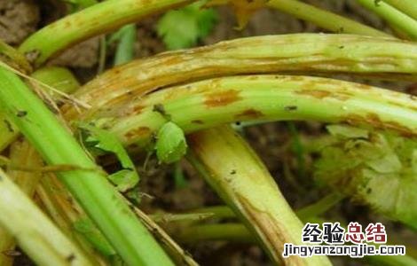 芹菜常见病虫害防治 芹菜病虫害有哪些如何防治