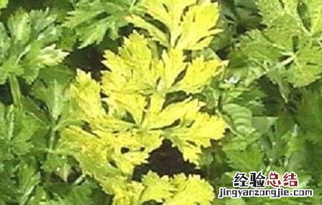 芹菜常见病虫害防治 芹菜病虫害有哪些如何防治