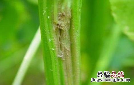 芹菜常见病虫害防治 芹菜病虫害有哪些如何防治