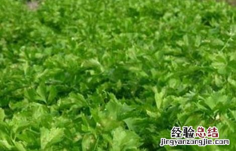 芹菜常见病虫害防治 芹菜病虫害有哪些如何防治